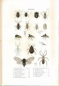 Planche 12 de l'ouvrage de C.J.-B. Amyot et J. G. Audinet-Serville (1843). Histoire naturelle des insectes. Hémiptères. Paris, Librairie encyclopédique de Roret.