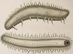 Benthodytes superba (illustration de 1905)