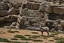 Un Grand bharal, ressemblant à un bouc, dans un décor rocailleux