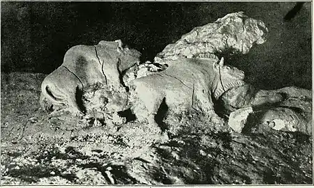 Les bisons in situ dans la grotte