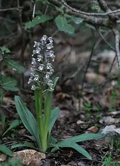 Description de l'image Anacamptis israelitica 1.jpg.