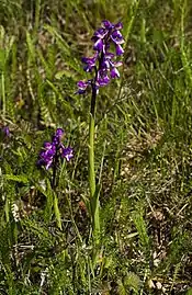 Orchis bouffon