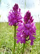 Anacamptis pyramidalis à Charmes-la-Côte, dans une prairie.