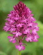 Orchis pyramidal