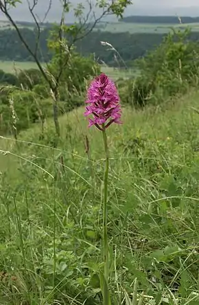 Orchidée pyramidale.