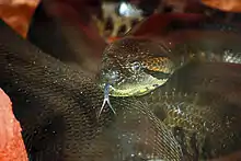 Anaconda à Big Bang Schtroumpf