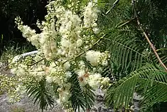 Fleurs de Curupay (Anadenanthera colubrina)