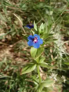 Description de l'image Anagallis crassifolia.jpg.