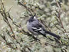 Description de l'image Anairetes alpinus - Ash-breasted Tit-Tyrant (cropped).jpg.