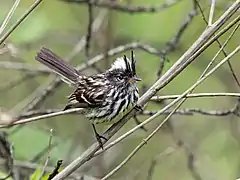 Description de l'image Anairetes reguloides Pied-crested Tit-Tyrant; San Jerónimo de Surco, Lima, Peru (cropped).jpg.