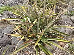 Ananas Victoria dans la vallée.]