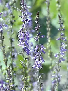 Description de l'image Anarrhinum bellidifolium2.jpg.