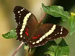 Anartia fatima