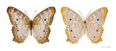 Anartia jatrophae