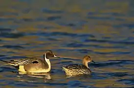 Un couple de canards pilets sur l'eau.