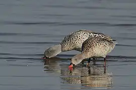 Lac Nakuru au Kenya