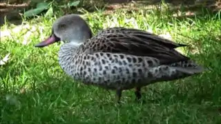 Ménagerie du jardin des plantes - Paris/France