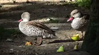 Ménagerie du jardin des plantes - Paris/France