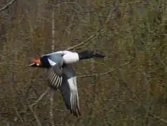 Mâle en plumage de parade