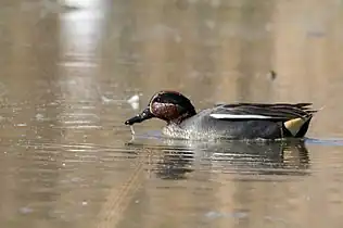 La Sarcelle d'hiver (Anas crecca) est la plus petite espèce de canards de surface.