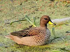 Canard à queue pointue (Anas georgica)