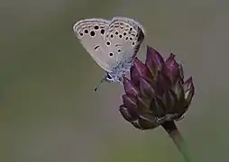 Revers du même mâle.