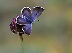 Dessus d'un mâle (la femelle est brune), en Turquie.