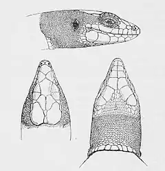 Description de l'image Anatololacerta danfordi.jpg.