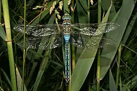 Anax imperator Wikimedia