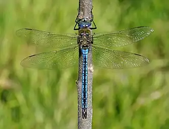 Anax imperator (Aeshnidae)