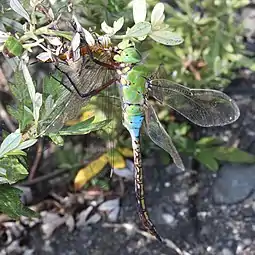 Anax parthenope