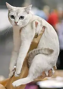 Chat blanc avec des poils ombrés noir tenu à bout de bras.