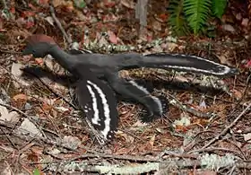 Vue d'artiste d'un des plus anciens Pennaraptora : Anchiornis.