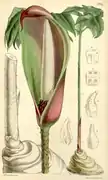 Planche du Curtis's Botanical Magazine.