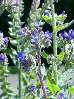 Anchusa officinalis de la famille des Boraginaceae