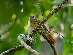 Description de l'image Ancistrops strigilatus Chestnut-winged Hookbill; Igarapé Marmelos, Machadinho d'Oeste, Rondônia, Brazil.jpg.