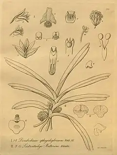 Description de l'image Ancistrorhynchus metteniae (as Listrostachys metteniae) – Dendrobium stuposum (as Dendrobium sphegidoglossum) – Xenia 3-270 (1900).jpg.