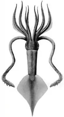 Ancistroteuthis lichtensteini