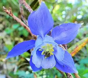 Fleur d'Ancolie des Alpes.