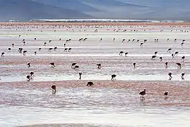 Flamant des Andes au sud du salar.