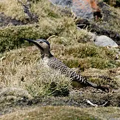 Description de l'image Andean Flicker (Colaptes rupicola) on the ground.jpg.