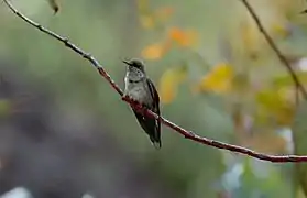 Colibri d'Estelle.