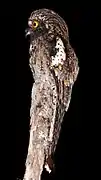 Nyctibius maculosus