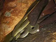Description de l'image Anderson's Stream Snake (Opisthotropis andersonii) 香港後稜蛇.jpg.