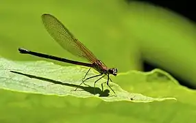 Zygoptère caractéristique avec ses ailes repliées.