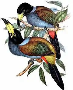 Toucan à capuchon (Andigena cucullata)