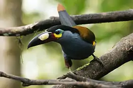 Toucan montagnard (Andigena laminirostris)