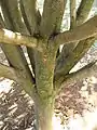 Branchaison de jeune Carapa guianensis