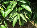 Feuilles de Carapa guianensis