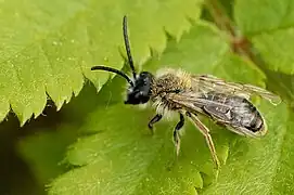 Andrena vaga sur une feuille